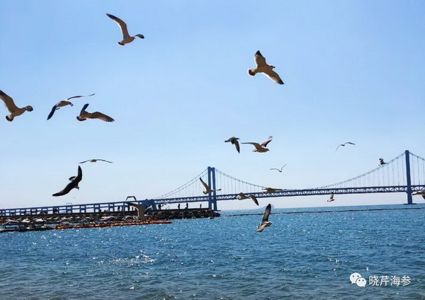 風(fēng)吹浪涌,曉芹,大連海參,曉芹海參,海參,電影,院線(xiàn).jpg